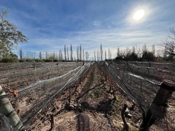 Venta De Finca En Lulunta Maipú