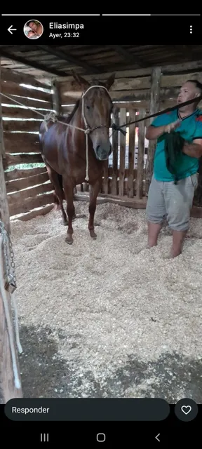 Cuidado De Caballos 