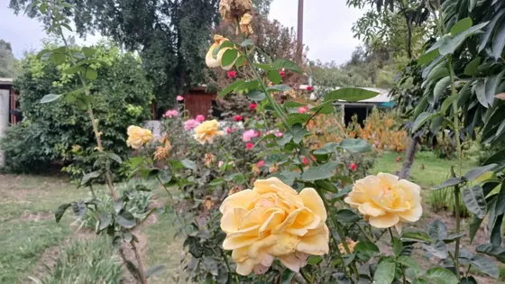 Oportunidad Por Viaje Talagante 5.130 M2 - 5d 2b Frutales