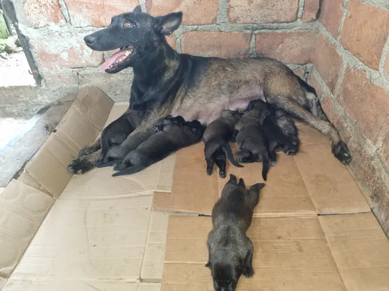 1 Cachorra Pastor Belga Malinois.  1 Vacuna Y Desparacitada