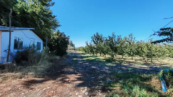 Parcela De 10 Hás Cerezos, Casas