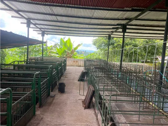 Se Vende Finca De 10 Cuadras Con Instalaciones Para Marranera.
