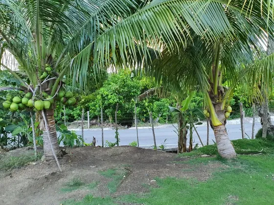 Finca De Coco En Nagua
