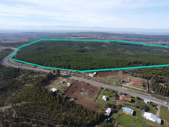 Agrícola En Venta En Cauquenes