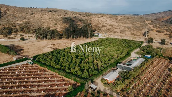 Parcela En Venta. 650 Paltos Produciendo, Ruta 64 Concón