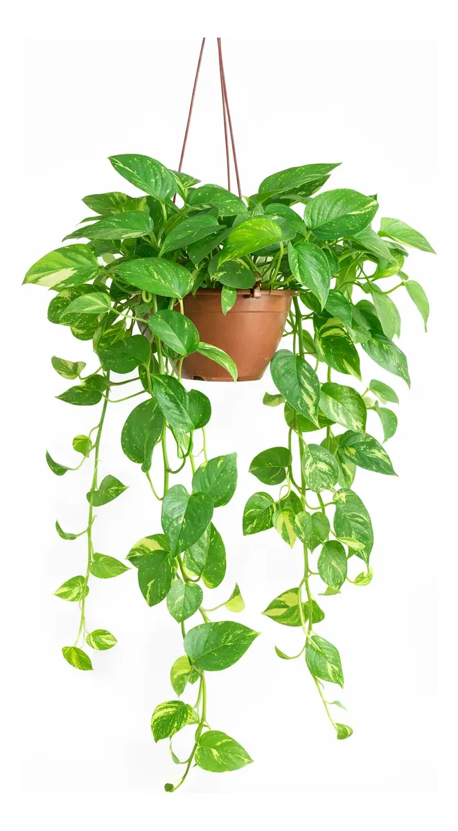 Plantas Trepadeiras: Quais são as melhores para o seu espaço e por que a maioria erra na escolha? 1 Vaso com Jiboia Verde Natural pendurado.