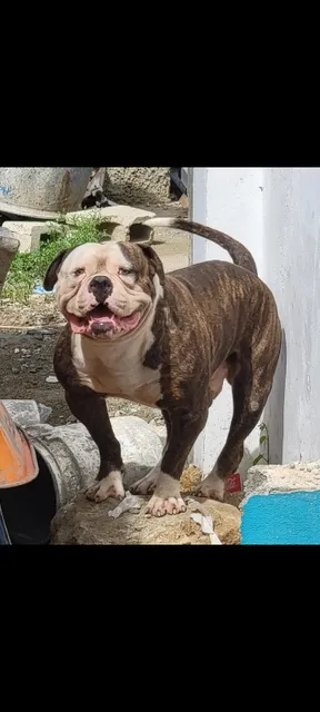 Bulldog Americano 