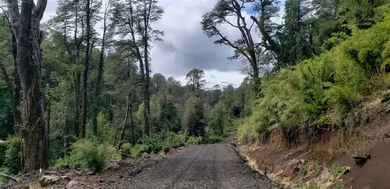 Campo Forestal En Venta En Río Bueno