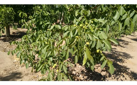 Parcela Con Nogales En Producccion