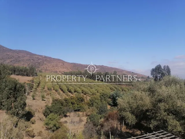 Campo De Olivos En Pucalan