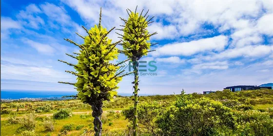 Sitio En Venta En La Ligua