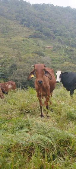Finca Con Condiciones Para Parcelar O Ganaderia.alejandria Ant