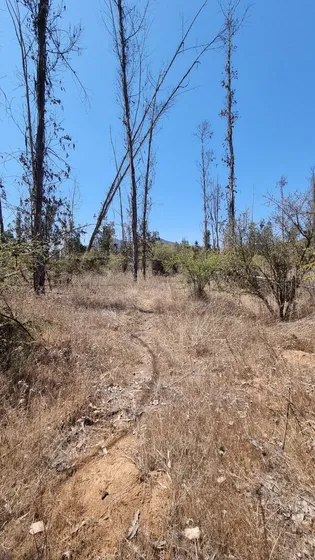 Parcela 1 Hectarea Foresta De Zapallar