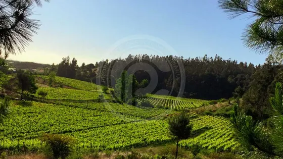 Viña En Funcionamiento, Valle Del Itata (90453)