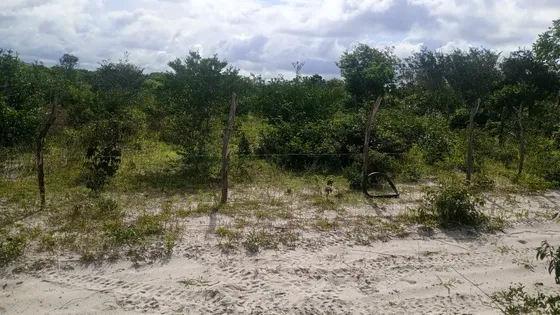 Terreno Em Barreirinhas Ma 560 Metros De Área Total.