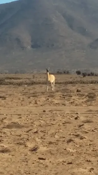 Terreno Geo Referenciado En Punta De Choros