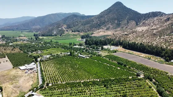 Venta De Campo Agrícola En Peumo Id 49.038-cam