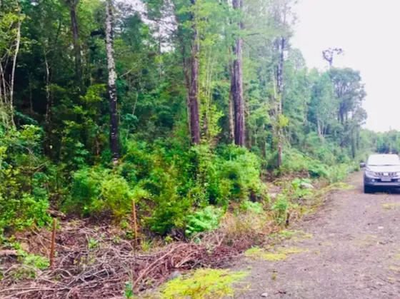 Parcela En Puerto Varas Con Bosque Nativo En Venta, Condomin