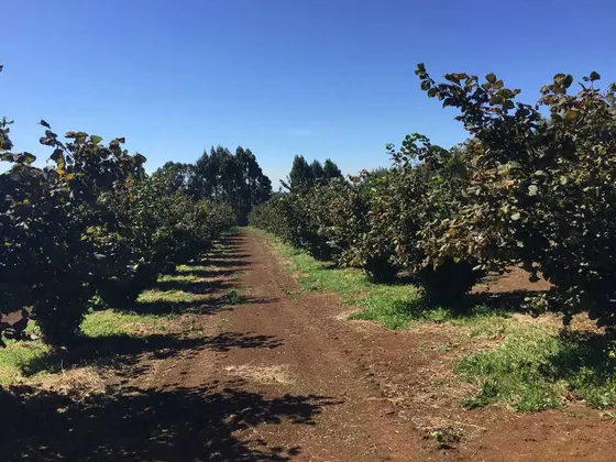Venta - Osorno - 270 Hectáreas