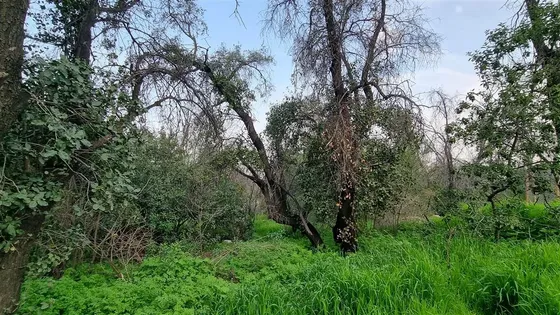 Sitio En Venta En Vitacura Santa María De Manquehue