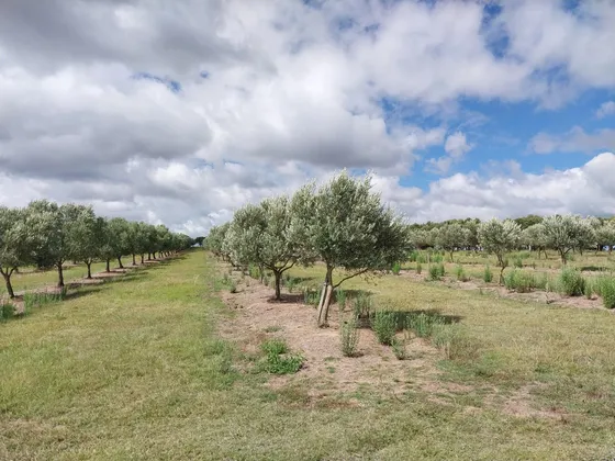 Olivar En Garzon 28 Hectareas - Tm5932896