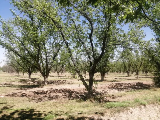 Rancho Con Nogales En Venta En Concordia, La Rosita, Coahuila