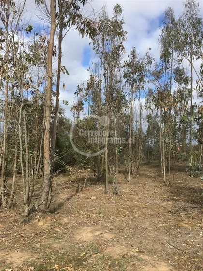 Sitio En Venta En Algarrobo