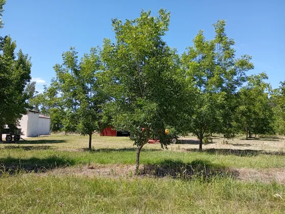 Campo De 10 Ha.  Plantacion De Pecanes, Pto. Yerua Concordia 