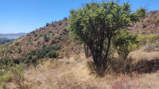 Parcela 6000 M2