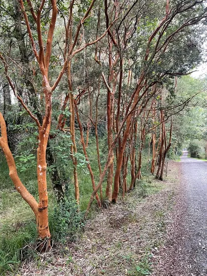 Hermosa Parcela En Valdivia