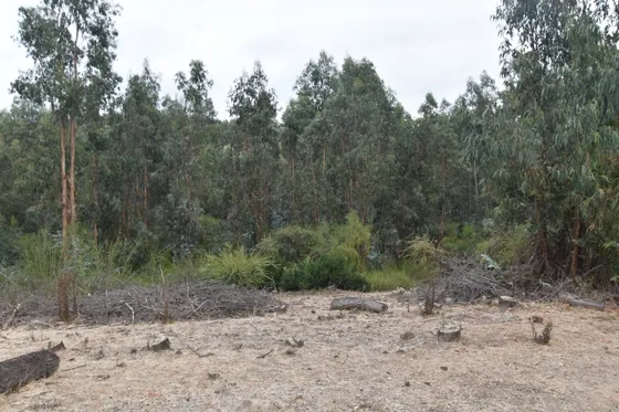 Venta De Terreno Forestal Docamávida, Curepto 