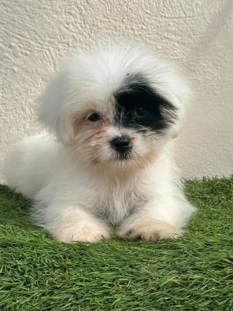 Cachorros Shih Poo