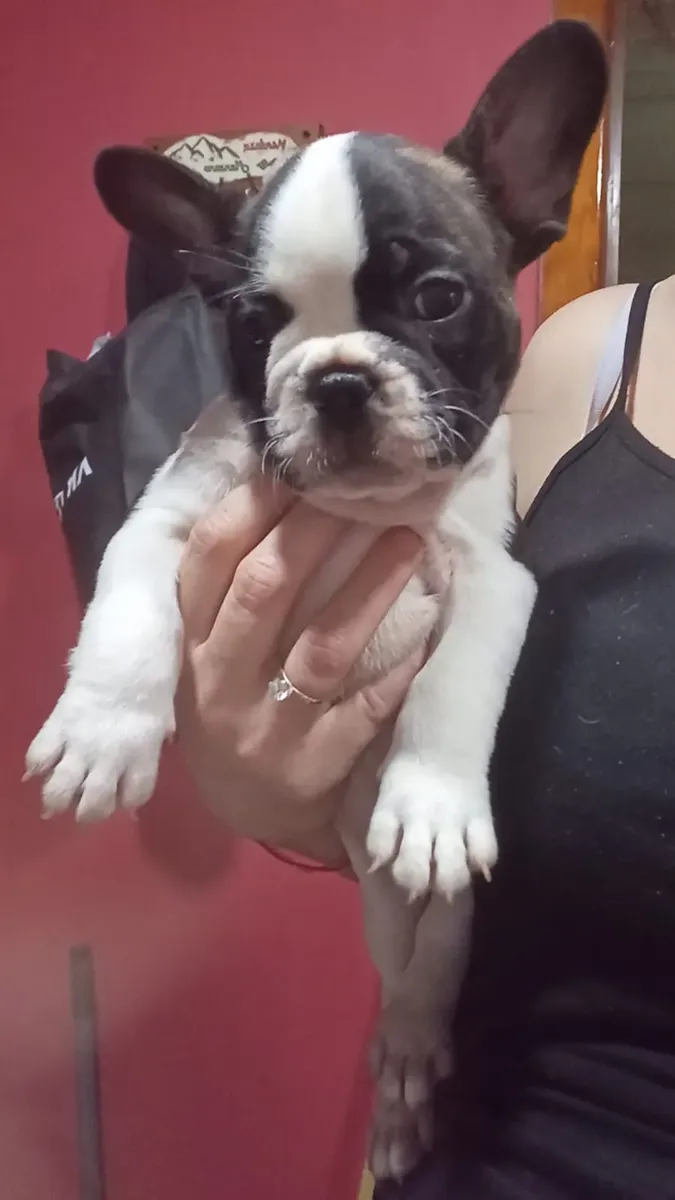 French Bulldog Puppies