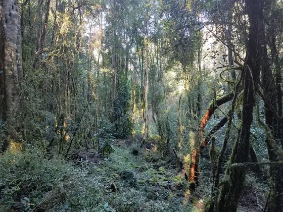 13 Hectáreas En Teupa, Comuna De Chonchi