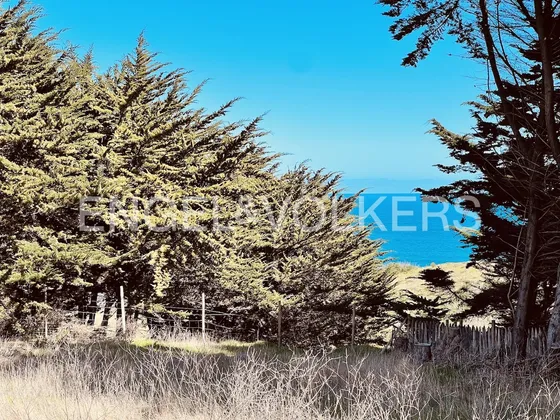 Mar Y Bosque En Cahuil