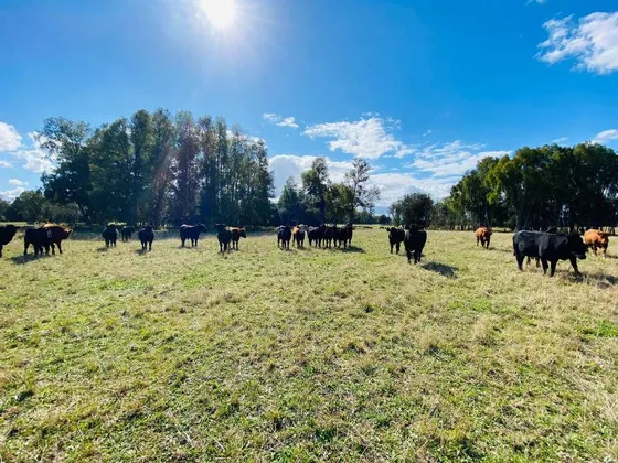 Campo 33 Hectareas En La Union