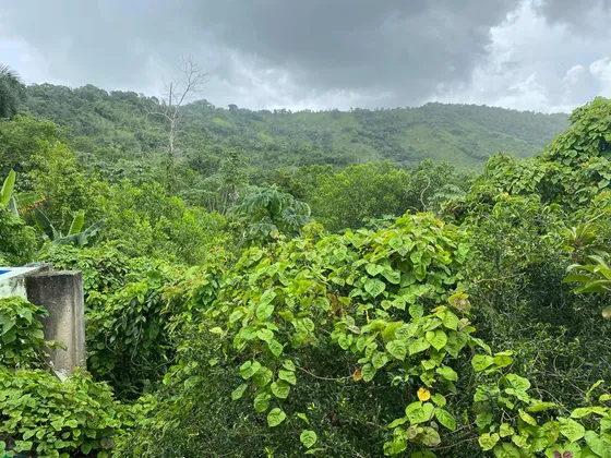 Se Vende Finca En La Cuaba A Un Dólar El Metro