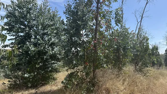 Parcela 5000m2 Rol Propio Sector El Yali - Santo Domingo