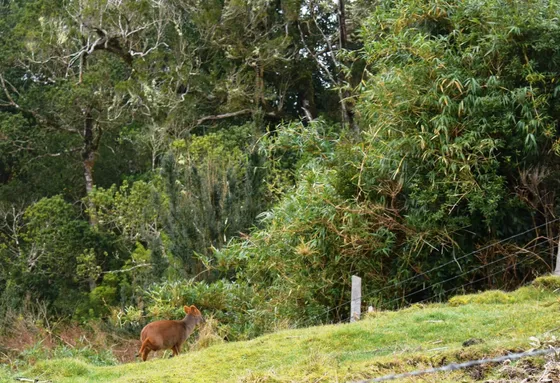 Parcela Ancud - Camino Pavimentado A Río Chepu