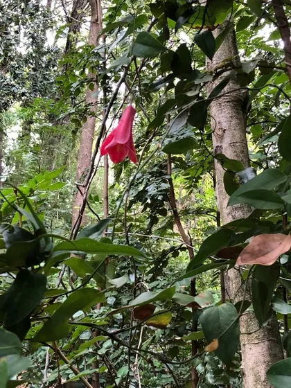 Parcela Y Bosque Nativo