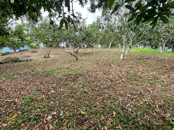 Lote Anapoima 5989 M2