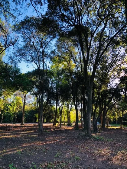 Venta  Terrenos Con Arboleda Seleccionada En Zona Casa Quintas -