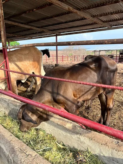 *en Venta Finca De 57 Hectáreas Planas Empastadas En Tinaco 