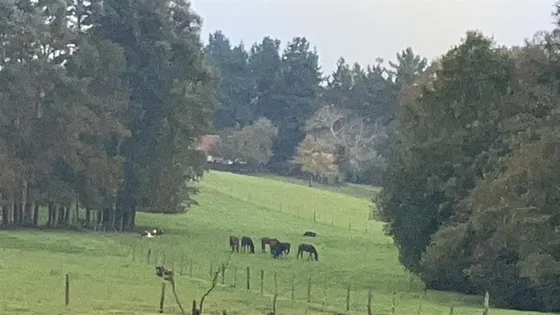 Agrícola En Venta En Purranque