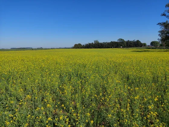 Campo 20 Ha Agrícola En Junín