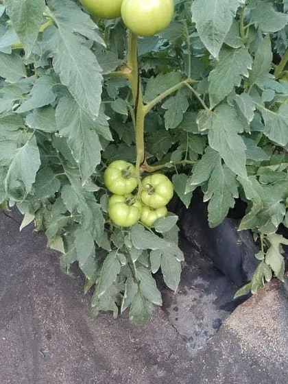 Te Vendo Excelente Invernadero En Rancho Arriba La Vega