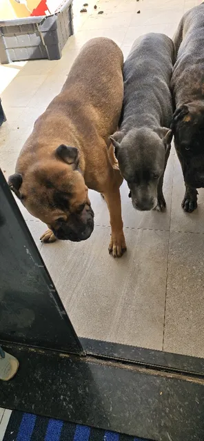 Vendo Filhote De Cane  Corso 