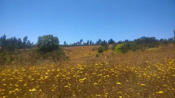 Venta De Parcela En Algarrobo, Sector San José