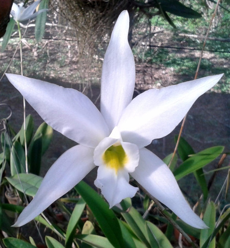 Laelia Anceps Alba Adulta