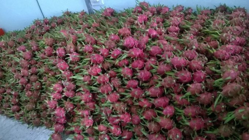 Pitaya Gigante Polpa Vermelha Fruta Dragão 20 Sementes